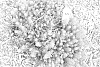 Sedum%20reflexum%20%27Nonist%27