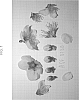 Prunus%20persica%20L.%20Batsch%20var.%20nucipersica%20%27NECTARDREAM%27