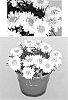 Leucanthemum%20maximum%20%27LEUZ0001%27