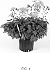 Chrysanthemum%20x%20morifolium%20%27Rustic%20Glow%27