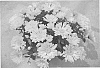 Chrysanthemum%20morifolium%20%27Foxy%20Time%20Yellow%20Improved%27