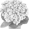 Kalanchoe%20blossfeldiana%20%27Fikalrumina%27