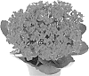 Kalanchoe%20blossfeldiana%20%27Fikalrodan%27
