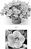Petunia%20hybrida%20%27PEHY0004%27