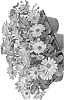 Osteospermum%20ecklonis%20%27Fidostnanopi%27