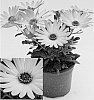 Osteospermum%20ecklonis%20%27OSTZ0002%27