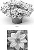 Bidens%20ferulifolia%20%27BIDZ0001%27