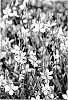 Gaura%20lindheimeri%20%27KLEGL10716%27