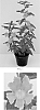 Mimulus%20aurantiacus%20%27Georgie%20Tangerine%27