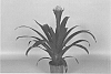 Guzmania%20hybrid%20named%20%27TROPIX%27