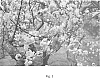 Prunus%20persica%20%28L.%29%20Batsch%20%27Candy%20Cane%27