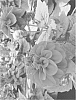 Dahlia%20hybrid%20%27LOMBALDEEP%27