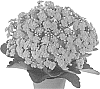 Kalanchoe%20blossfeldiana%20%27Ficalanhawn%27
