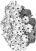 Osteospermum%20ecklonis%20%27Fidostnanoyel%27