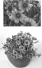 Osteospermum%20ecklonis%20%27Sunost1103%27