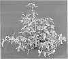 Alternanthera%20ficoidea%20%27Mimosa%27