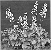 Heuchera%20%27Dark%20Chocolate%27