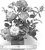 Rosa%20hybrida%20%27WEKfunk%27