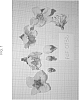 Prunus%20persica%20L.%20Batsch%20var.%20nucipersica%20%27NECTARBONDANT%27