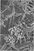 Buddleja%20davidii%20%27TOBUD0615%27