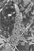 Buddleja%20davidii%20%27TOBUD0703%27