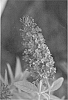 Buddleja%20davidii%20%27TOBUD0802%27