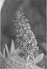 Buddleja%20davidii%20%27TOBUD0802%27