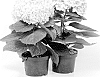 Hydrangea%20macrophylla%20%27Avantgarde%27