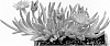 Delosperma%20cooperi%20%27Jewel%20of%20Desert%20Garnet%27