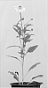 Echinacea%20hybrida%20%27White%20Double%20Delight%27