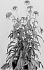 Echinacea%20hybrida%20%27Guava%20Ice%27