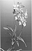 Vanda%20plant%20named%20%27SPCDW1103%27
