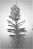 Vanda%20plant%20named%20%27SPCDW1110%27