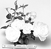 Rosa%20hybrida%20%27WEKmemolo%27