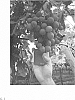 Vitis%20vinifera%20%27Chimenti%20Globe%27
