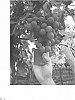 Vitis%20vinifera%20%27Chimenti%20Globe%27