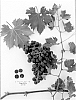 Vitis%20vinifera%20%27Sugraforty%27