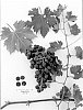 Vitis%20vinifera%20%27Sugraforty%27