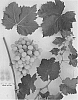Vitis%20vinifera%20%27Sugrafortyone%27