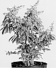 Pieris%20japonica%20%27Opstal%2010%27