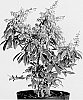 Pieris%20japonica%20%27Opstal%2010%27