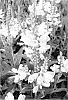 Physostegia%20virginiana%20%27Pink%20Manners%27