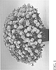 Chrysanthemum%20x%20morifolium%20Ramat.%20%27Zanmuflaminpine%27