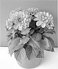 Dahlia%20hybrida%20%27Bkdapdp%27