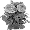 Dahlia%20hybrida%20%27Bkdars%27