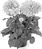 Dahlia%20hybrida%20%27Bkdaor%27