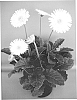 Gerbera%20hybrida%20%27UFGE%207015%27