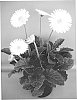 Gerbera%20hybrida%20%27UFGE%207015%27