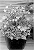 Campanula%20hybrid%20%27Nonor%27