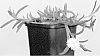 Delosperma%20cooperi%20%27Jewel%20of%20Desert%20Moon%20Stone%27